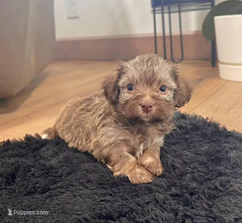 Charlie – Havanese puppy for sale in Berlin, OH