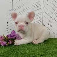 Bella Pink, a female French Bulldog for sale in Berlin, OH – Photo 1 of 3