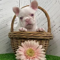 Bella Pink, a female French Bulldog for sale in Berlin, OH – Photo 2 of 3