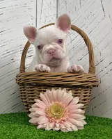 Bella Pink, a female French Bulldog for sale in Berlin, OH – Photo 2 of 3