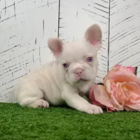 Bella Pink, a female French Bulldog for sale in Berlin, OH – Photo 3 of 3