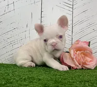Bella Pink, a female French Bulldog for sale in Berlin, OH – Photo 3 of 3
