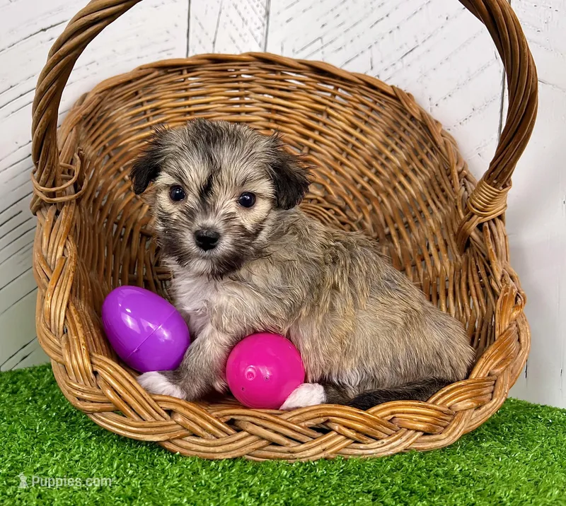 Carmen – Havanese puppy for sale in Berlin, OH