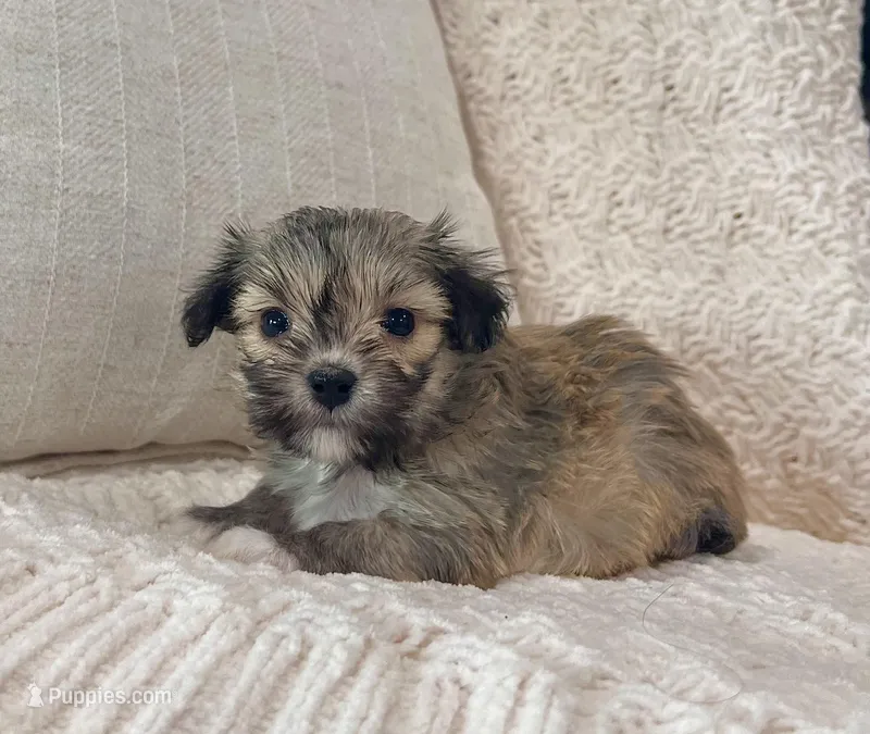Carmen – Havanese puppy for sale in Berlin, OH