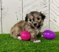 Carmen, a female Havanese for sale in Berlin, OH – Photo 2 of 5