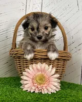 Carmen, a female Havanese for sale in Berlin, OH – Photo 3 of 5