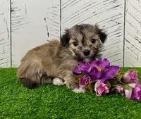 Carmen, a female Havanese for sale in Berlin, OH – Photo 4 of 5