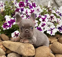 Hope, a female French Bulldog for sale in Berlin, OH – 2 of 7