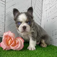 Candi Fluffy, a female French Bulldog for sale in Berlin, OH – Photo 6 of 6