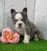 Candi Fluffy, a female French Bulldog for sale in Berlin, OH – Photo 6 of 6