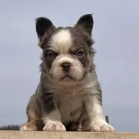 Candi Fluffy, a female French Bulldog for sale in Berlin, OH – Photo 2 of 6