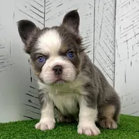 Candi Fluffy, a female French Bulldog for sale in Berlin, OH – Photo 1 of 6