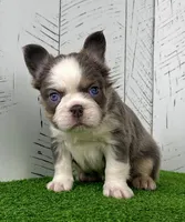 Candi Fluffy, a female French Bulldog for sale in Berlin, OH – Photo 1 of 6