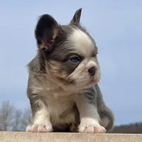 Candi Fluffy, a female French Bulldog for sale in Berlin, OH – Photo 3 of 6