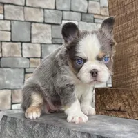 Candi Fluffy, a female French Bulldog for sale in Berlin, OH – Photo 4 of 6