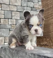 Candi Fluffy, a female French Bulldog for sale in Berlin, OH – Photo 4 of 6