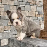 Candi Fluffy, a female French Bulldog for sale in Berlin, OH – Photo 5 of 6