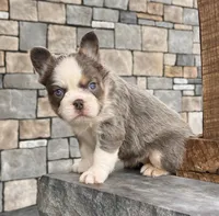 Candi Fluffy, a female French Bulldog for sale in Berlin, OH – Photo 5 of 6