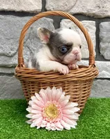 Dazzy, a female French Bulldog for sale in Berlin, OH – 4 of 5