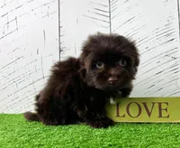 Arthur, a male Havanese for sale in Berlin, OH – Photo 4 of 5