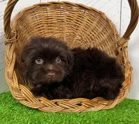 Arthur, a male Havanese for sale in Berlin, OH – Photo 5 of 5