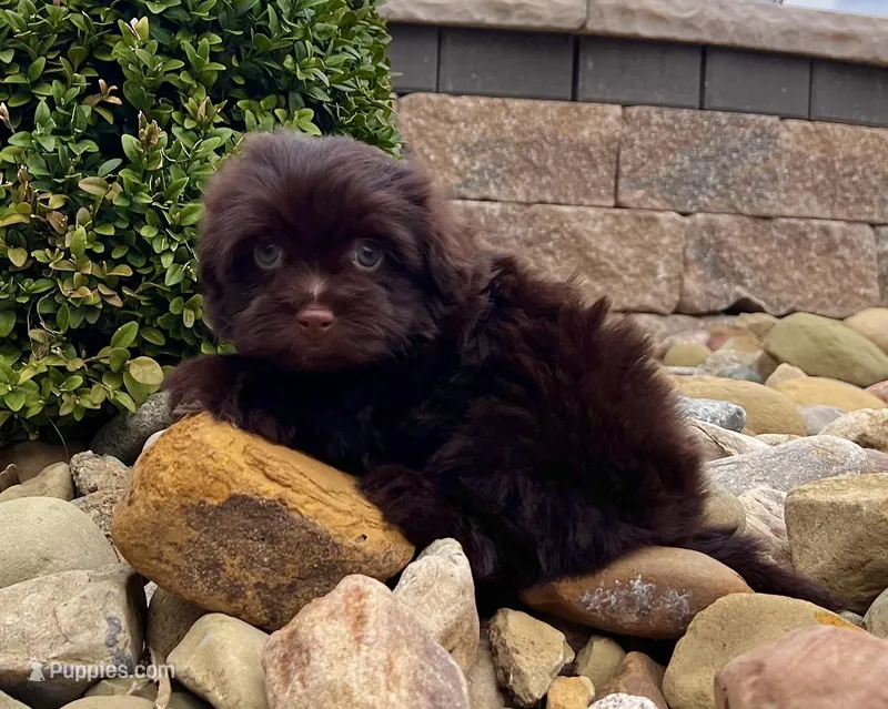 Arthur – Havanese puppy for sale in Berlin, OH