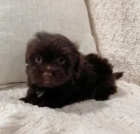 Arthur, a male Havanese for sale in Berlin, OH – Photo 3 of 5