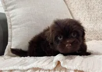 Arthur, a male Havanese for sale in Berlin, OH – Photo 2 of 5