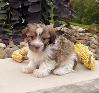 Gizmo , a male Havanese for sale in Berlin, OH – 1 of 6