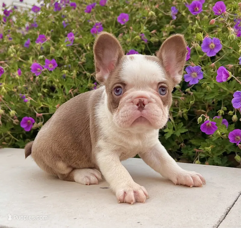 Addi – French Bulldog puppy for sale in Berlin, OH