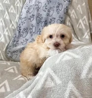 Addi, a female Havanese for sale in Berlin, OH – Photo 3 of 4