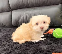 Addi, a female Havanese for sale in Berlin, OH – Photo 1 of 4