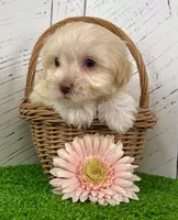 Addi, a female Havanese for sale in Berlin, OH – Photo 4 of 4