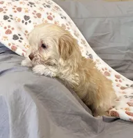 Addi, a female Havanese for sale in Berlin, OH – Photo 2 of 4