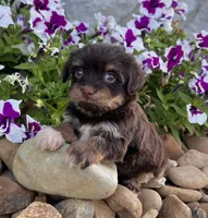 Amber, a female Havanese for sale in Berlin, OH – 3 of 5