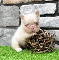 Champ pink, a male French Bulldog for sale in Berlin, OH – 5 of 5