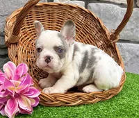 Daffy, a female French Bulldog for sale in Berlin, OH – 4 of 5