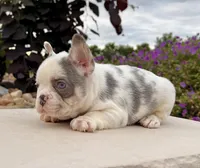 Daffy, a female French Bulldog for sale in Berlin, OH – 3 of 5