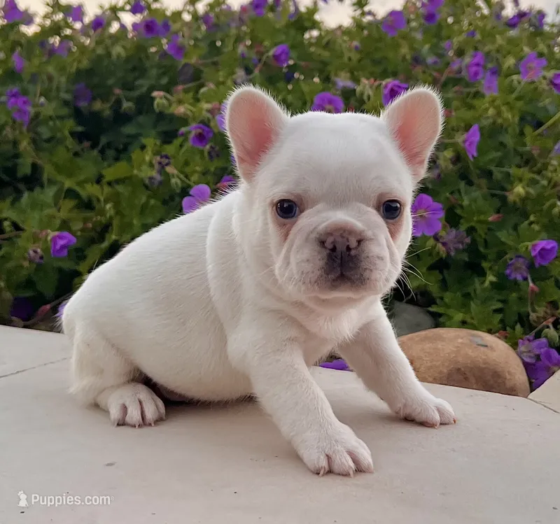 Dakota – French Bulldog puppy for sale in Berlin, OH
