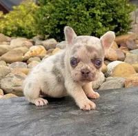 Debbie, a female French Bulldog for sale in Berlin, OH – 3 of 5