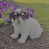 Allie, a female Havanese for sale in Berlin, OH – Photo 3 of 4