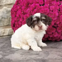 Allie, a female Havanese for sale in Berlin, OH – Photo 1 of 4