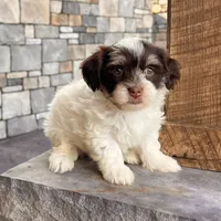 Allie, a female Havanese for sale in Berlin, OH – Photo 2 of 4