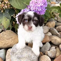 Allie, a female Havanese for sale in Berlin, OH – Photo 4 of 4