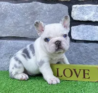 Bullet, a male French Bulldog for sale in Berlin, OH – 1 of 5