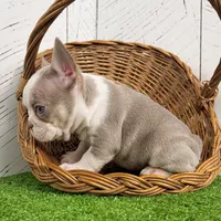 Buddy, a male French Bulldog for sale in Berlin, OH – Photo 3 of 3