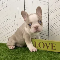 Buddy, a male French Bulldog for sale in Berlin, OH – Photo 1 of 3