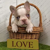 Buddy, a male French Bulldog for sale in Berlin, OH – Photo 2 of 3