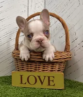 Buddy, a male French Bulldog for sale in Berlin, OH – Photo 2 of 3