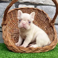 Bugatti Pink, a male French Bulldog for sale in Berlin, OH – 2 of 6